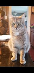 Lost Female Cat last seen Contest Lane, Haymarket, VA 20155