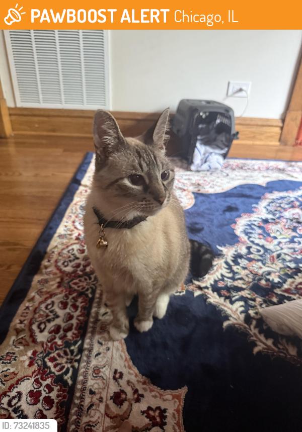 Found/Stray Unknown Cat last seen On the corner of Albany and Schubert in Logan Square, Chicago, IL 60647