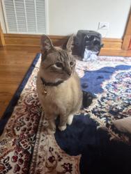 Found/Stray Unknown Cat last seen On the corner of Albany and Schubert in Logan Square, Chicago, IL 60647