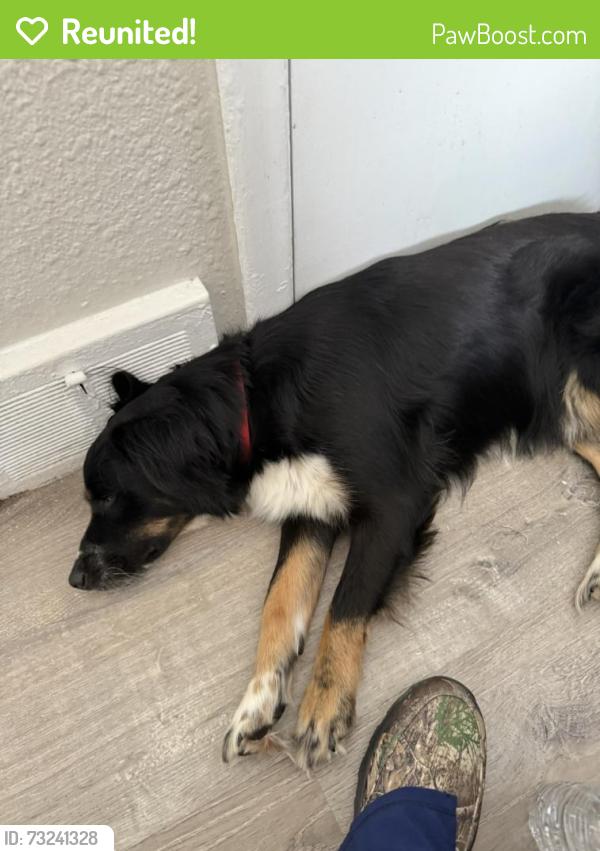 Reunited Female Dog last seen Brace and West Chicago 48228, Detroit, MI 48228
