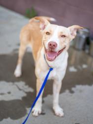 Shelter Stray Male Dog last seen Near Glenwood Ave SE, Atlanta, GA 30316, 30316, GA, 3280 Chamblee Dunwoody Rd, Chamblee, GA 30341, USA