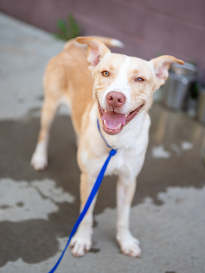 Shelter Stray Male Dog last seen Near Glenwood Ave SE, Atlanta, GA 30316, 30316, GA, 3280 Chamblee Dunwoody Rd, Chamblee, GA 30341, USA