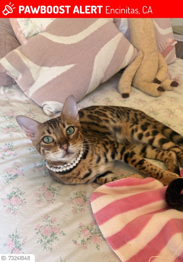 Lost Female Cat last seen Urania, Brittany and Saxony, Encinitas, CA 92024