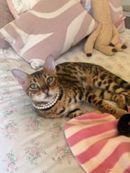 Lost Female Cat last seen Urania, Brittany and Saxony, Encinitas, CA 92024