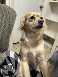 Lost Male Dog last seen The Edge Church & highway 199, Azle, TX 76020