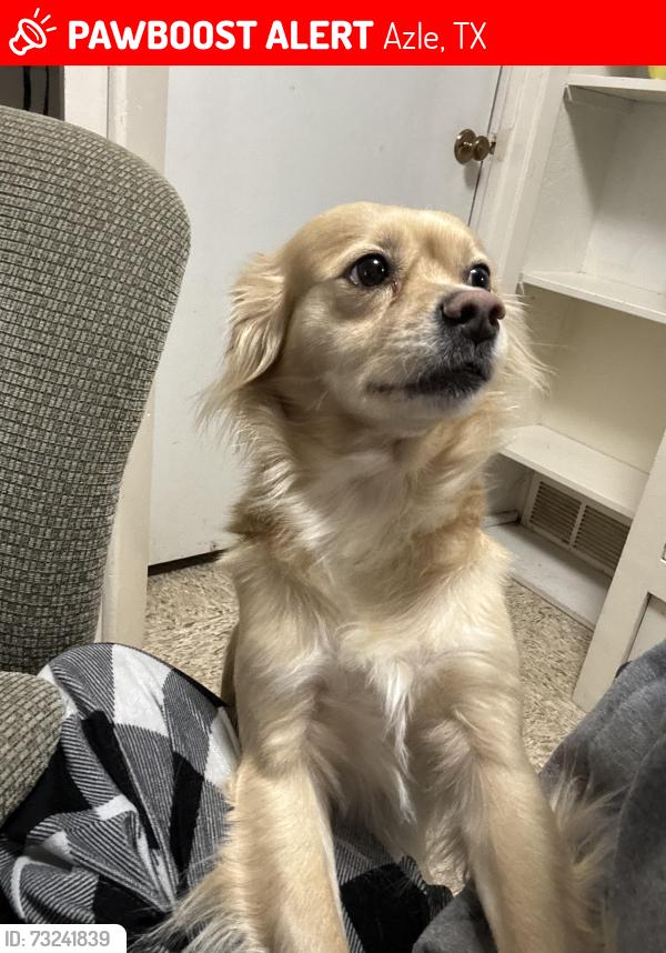Lost Male Dog last seen The Edge Church & highway 199, Azle, TX 76020