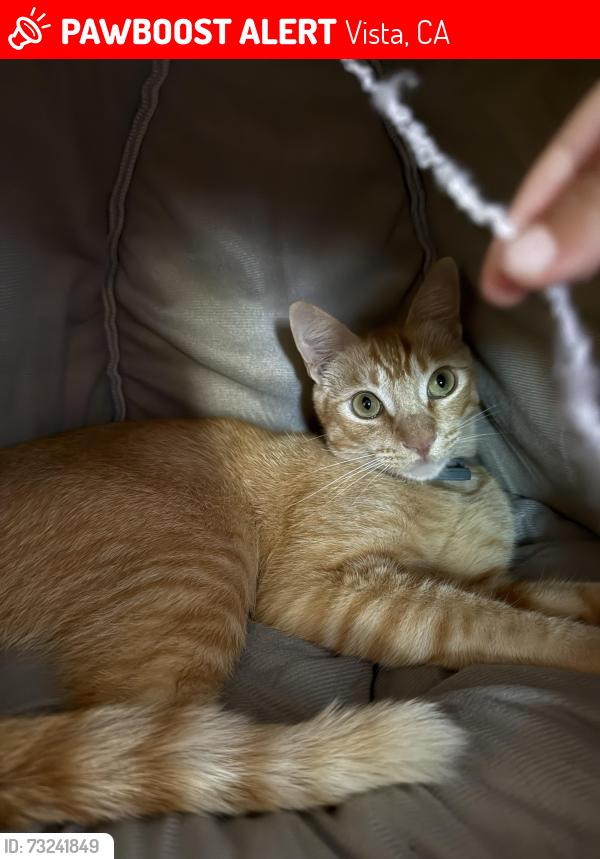 Lost Male Cat last seen York or clarence, Vista, CA 92084