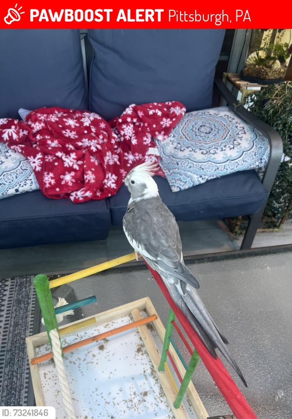 Lost Female Bird last seen Ingomar, Pittsburgh, PA 15237