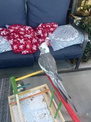 Lost Female Bird last seen Ingomar, Pittsburgh, PA 15237