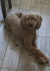 Reunited Female Dog last seen Briarwood Lane, Hurst, Tx, Hurst, TX 76053