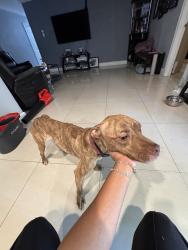 Found/Stray Male Dog last seen Indiana Avenue, Fort Lauderdale, FL 33312