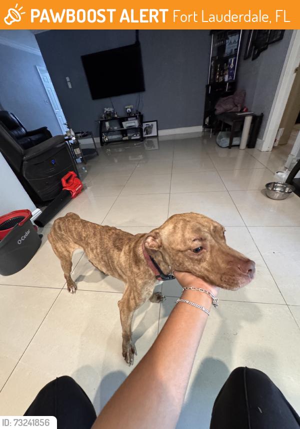 Found/Stray Male Dog last seen Indiana Avenue, Fort Lauderdale, FL 33312