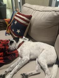 Found/Stray Male Dog last seen Shepherd and Clovis, Clovis, CA 93619