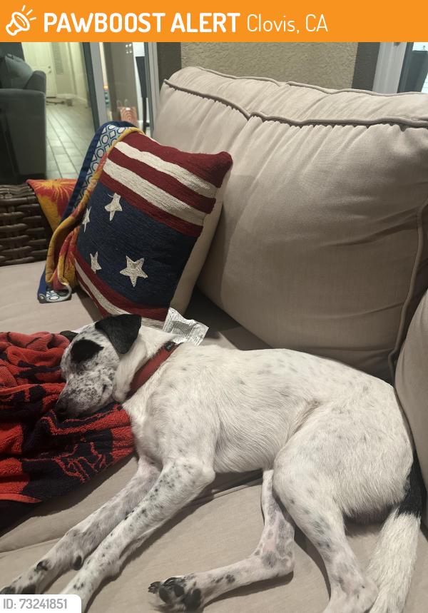 Found/Stray Male Dog last seen Shepherd and Clovis, Clovis, CA 93619