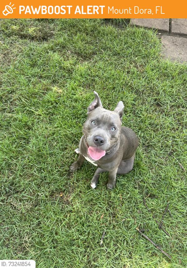 Found/Stray Male Dog last seen S Wardell street, Mount Dora, FL 32757