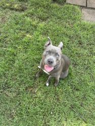 Found/Stray Male Dog last seen S Wardell street, Mount Dora, FL 32757