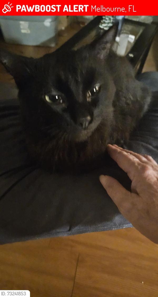 Lost Male Cat last seen Lake Washington rd, Melbourne, FL 32934