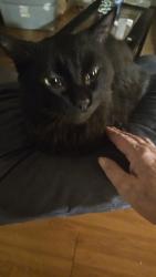 Lost Male Cat last seen Lake Washington rd, Melbourne, FL 32934