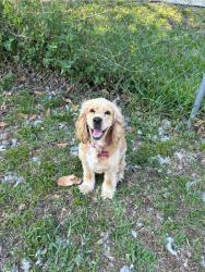 Lost Female Dog last seen Near W Gator Cir, Cape Coral, FL 33909