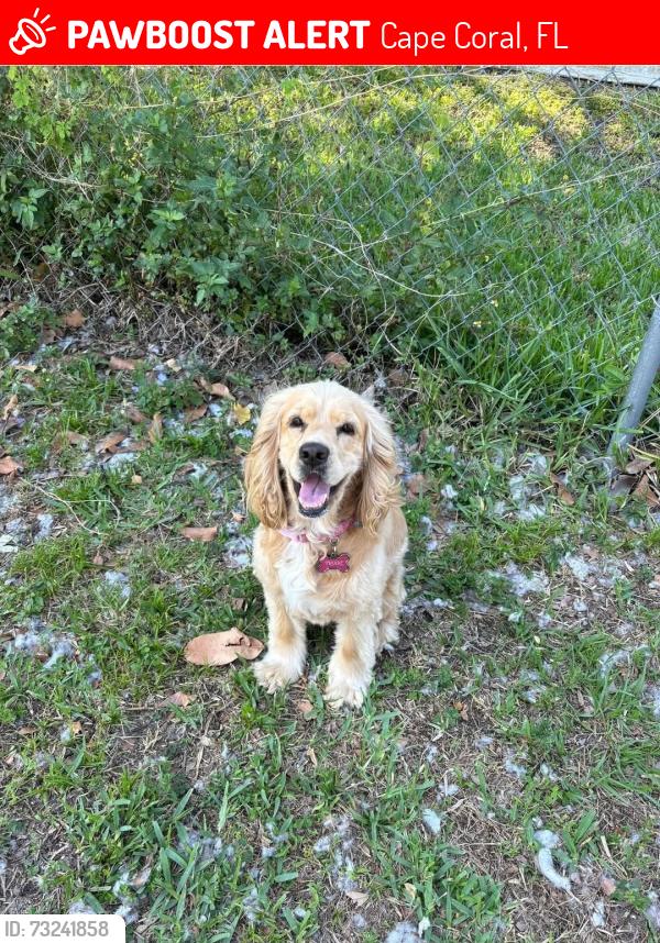 Lost Female Dog last seen Near W Gator Cir, Cape Coral, FL 33909