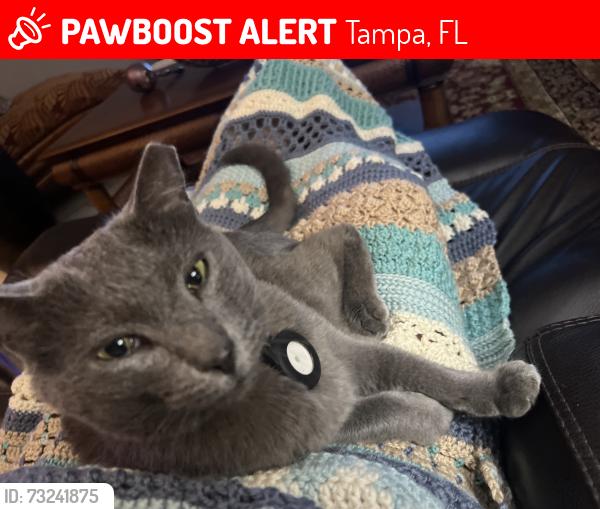 Lost Male Cat last seen Woodbridge Blvd, Tampa, FL 33615