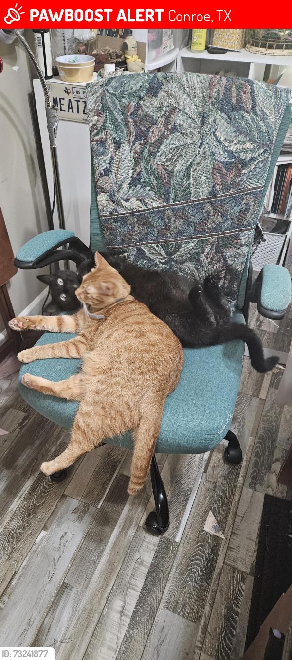 Lost Female Cat last seen Sunset Blvd, Conroe, TX 77303