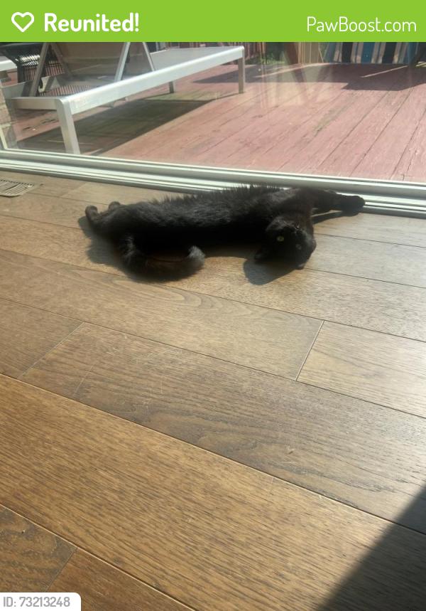 Reunited Male Cat last seen River Woods Development, Hinckley, OH 44233