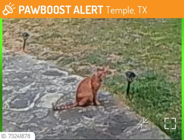 Found/Stray Unknown Cat last seen Corner of 11th and W Nugent Ave, Temple, TX 76501
