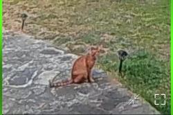 Found/Stray Unknown Cat last seen Corner of 11th and W Nugent Ave, Temple, TX 76501