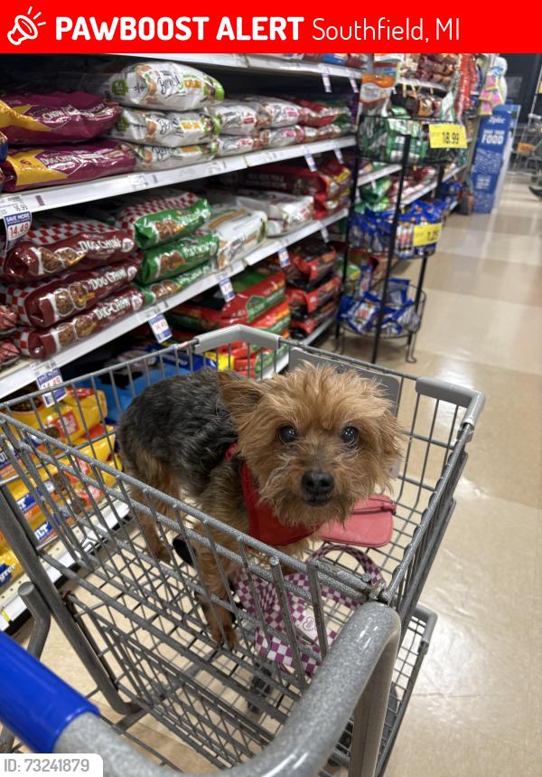 Lost Female Dog last seen Southfield Road and Lincoln drive, Southfield, MI 48075