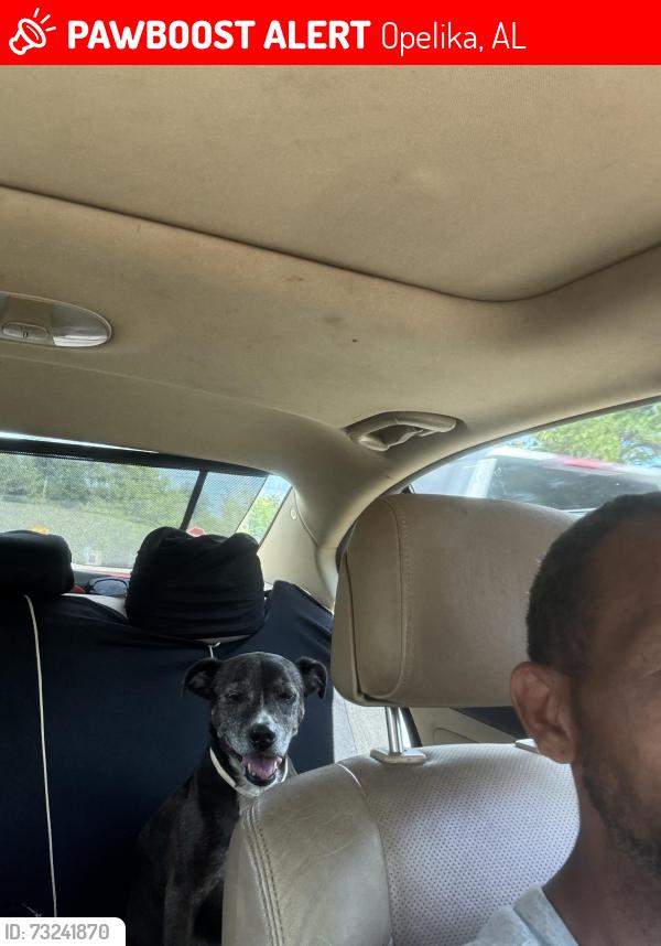 Lost Female Dog last seen Near Freddie de, Opelika, AL 36804