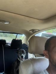 Lost Female Dog last seen Near Freddie de, Opelika, AL 36804