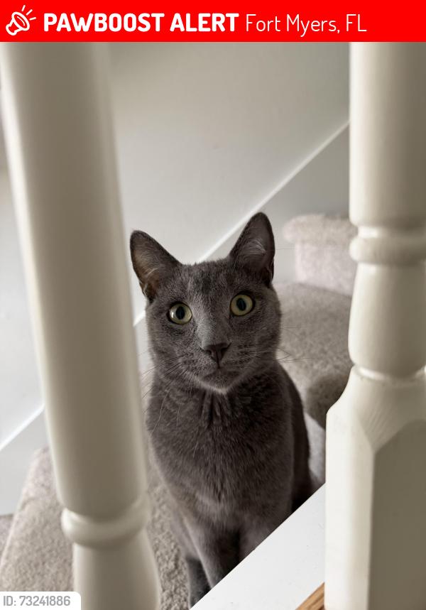 Lost Male Cat last seen Treeline and Colonial, Fort Myers, FL 33913
