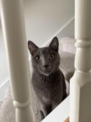 Lost Male Cat last seen Treeline and Colonial, Fort Myers, FL 33913