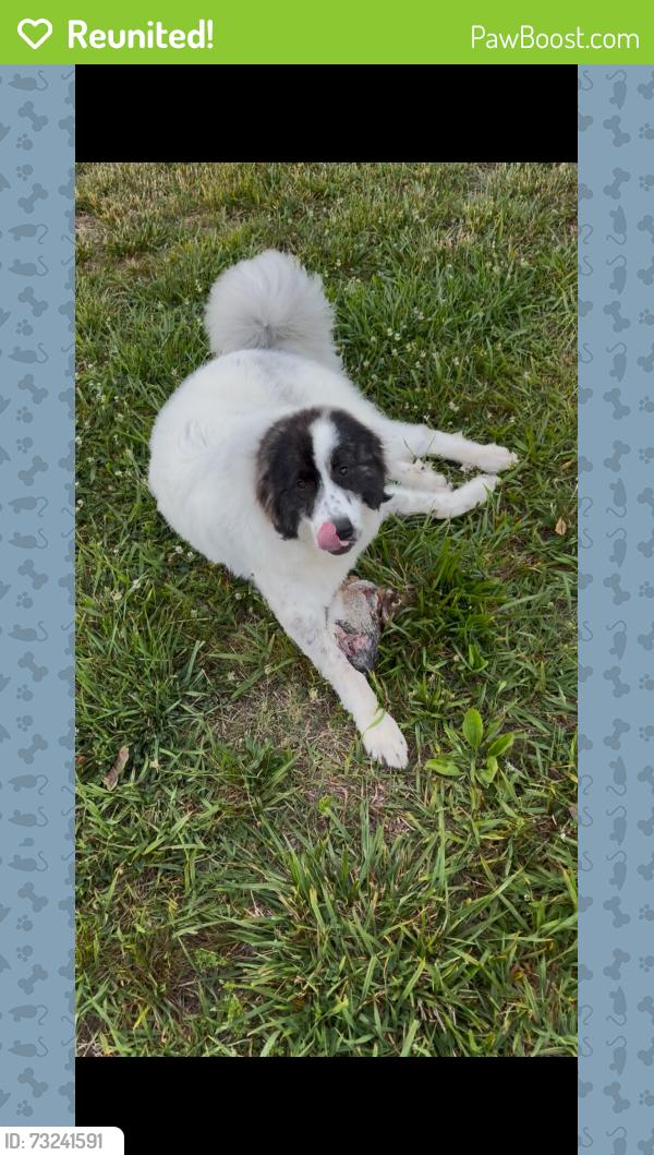 Reunited Female Dog last seen Ramseur Julian, Liberty, NC 27298