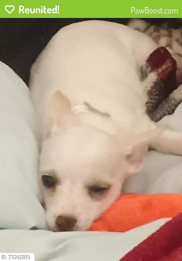 Reunited Female Dog last seen Midway, Laramore, Page, Hayworth, Port Charlotte, FL 33952