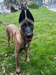 Reunited Female Dog last seen Lessing and Sears mini park, San Francisco, CA 94112