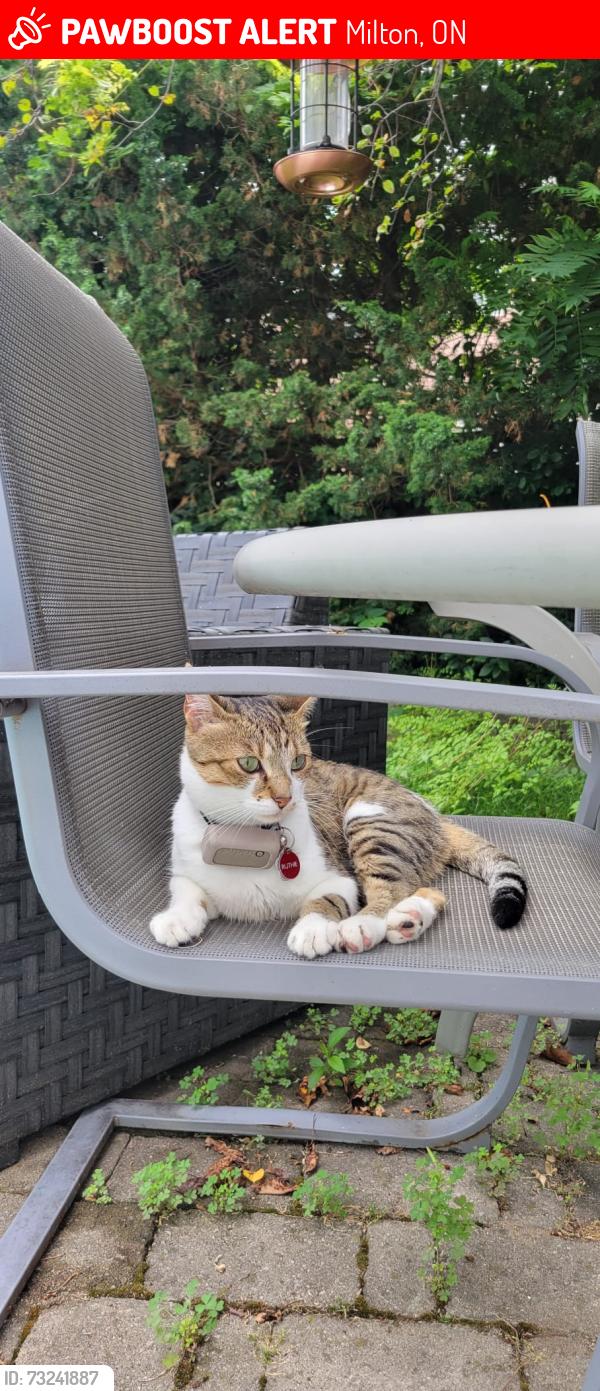 Lost Female Cat last seen Fourth Line and Clark Road -Milton Ontario, Milton, ON 