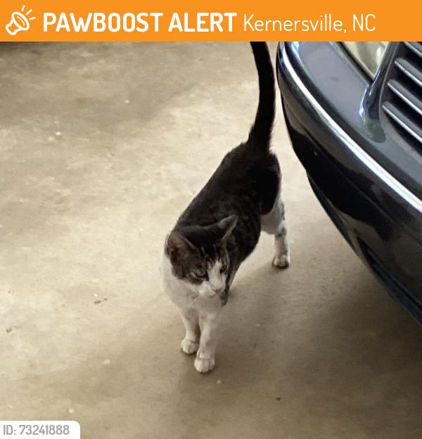 Found/Stray Male Cat last seen Micol Lane n Cheryl Dr. Kernersville NC, Kernersville, NC 27284