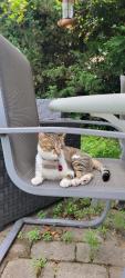 Lost Female Cat last seen Fourth Line and Clark Road -Milton Ontario, Milton, ON 