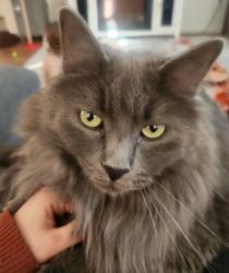 Lost Male Cat last seen Fall Place Drive and Fall Valley Drive, San Antonio, TX 78247