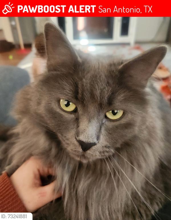 Lost Male Cat last seen Fall Place Drive and Fall Valley Drive, San Antonio, TX 78247