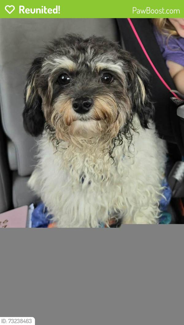 Reunited Male Dog last seen Yearling Rd, Columbus, OH 43213