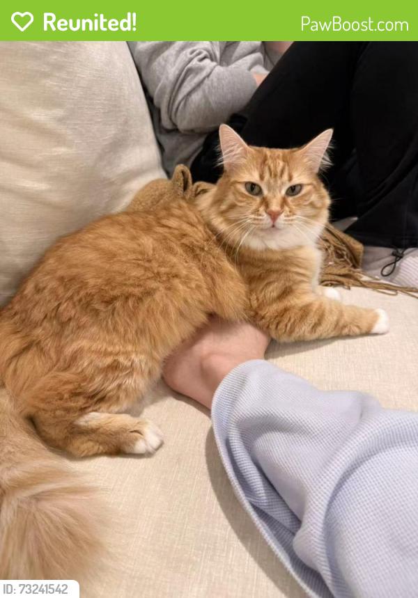 Reunited Female Cat last seen Dalgety Street, Oakleigh, Oakleigh, VIC 3166