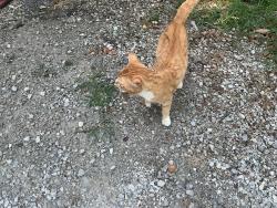 Found/Stray Unknown Cat last seen http://maps.apple.com/?q=Current+Location&ll=36.639472,-93.853022, Cassville, MO 65625