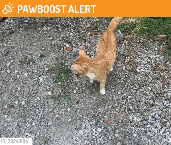 Found/Stray Unknown Cat last seen http://maps.apple.com/?q=Current+Location&ll=36.639472,-93.853022, Cassville, MO 65625