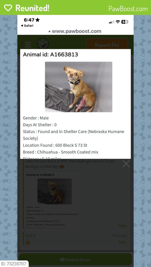 Reunited Male Dog last seen Highland and country club rd, Ralston, NE 68127