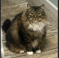 Lost Male Cat last seen east spring is 219 state route, New Knoxville, OH 45871