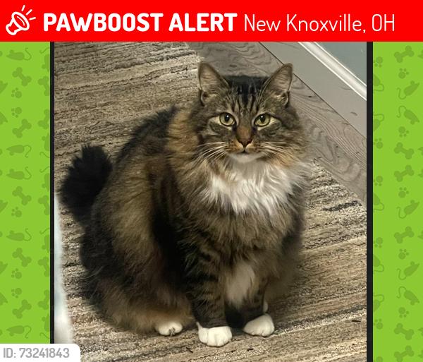 Lost Male Cat last seen east spring is 219 state route, New Knoxville, OH 45871