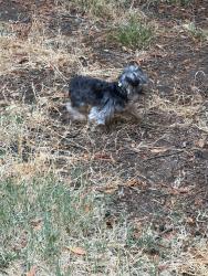 Reunited Unknown Dog last seen Olema almost to west sir Francis drake intersection, Fairfax, CA 94930